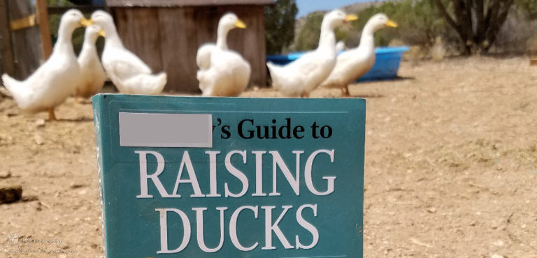 Storey's Guide to Raising Ducks